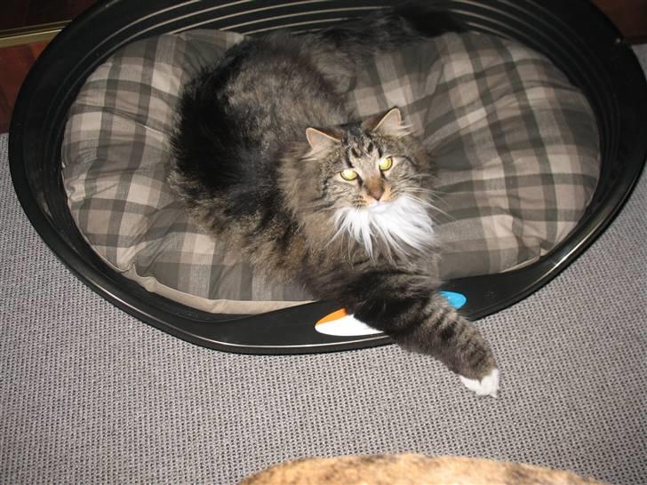 Norsk Skovkat Basse dreng billede 2