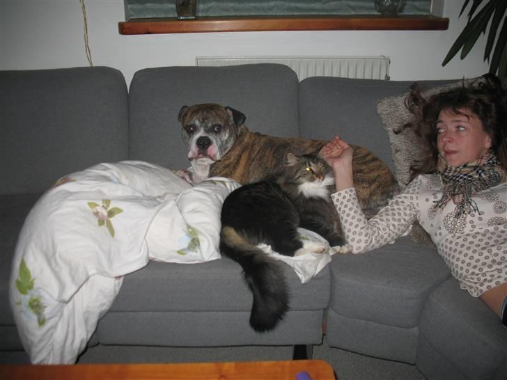 Norsk Skovkat Basse dreng billede 3