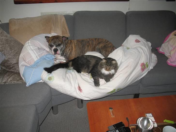 Norsk Skovkat Basse dreng billede 4