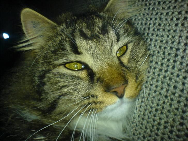 Norsk Skovkat Basse dreng billede 5