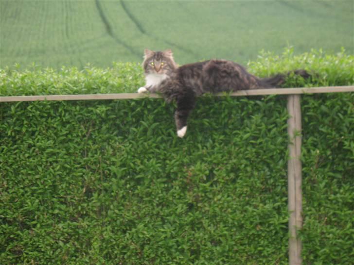 Norsk Skovkat Basse dreng billede 6