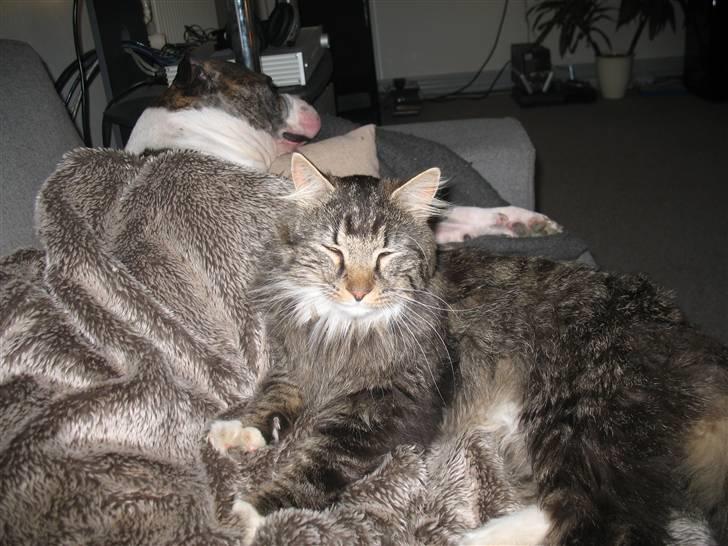 Norsk Skovkat Basse dreng billede 7