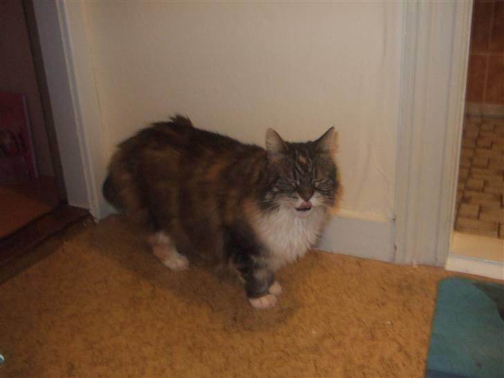 Norsk Skovkat Pjuske Død.. <3 billede 9
