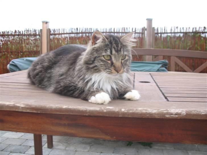 Norsk Skovkat Basse dreng billede 8