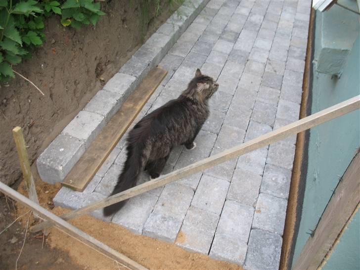 Norsk Skovkat Basse dreng billede 9