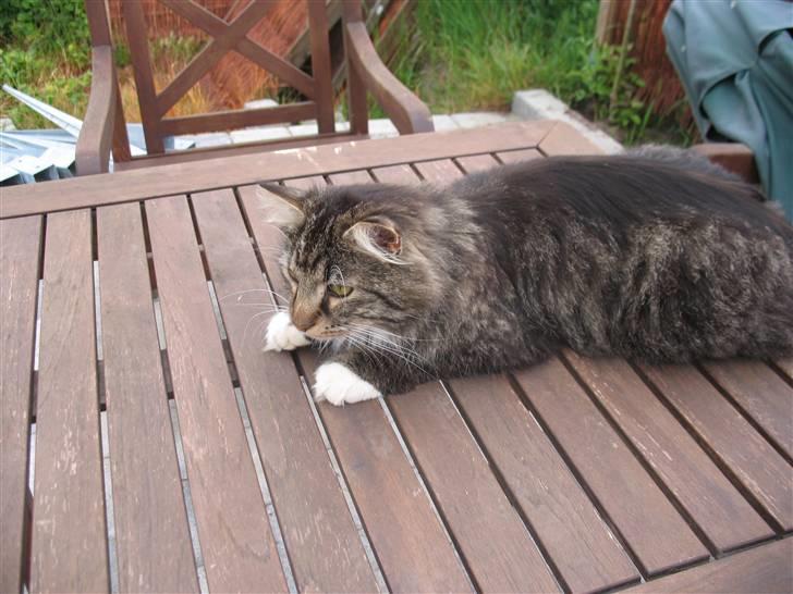 Norsk Skovkat Basse dreng billede 10