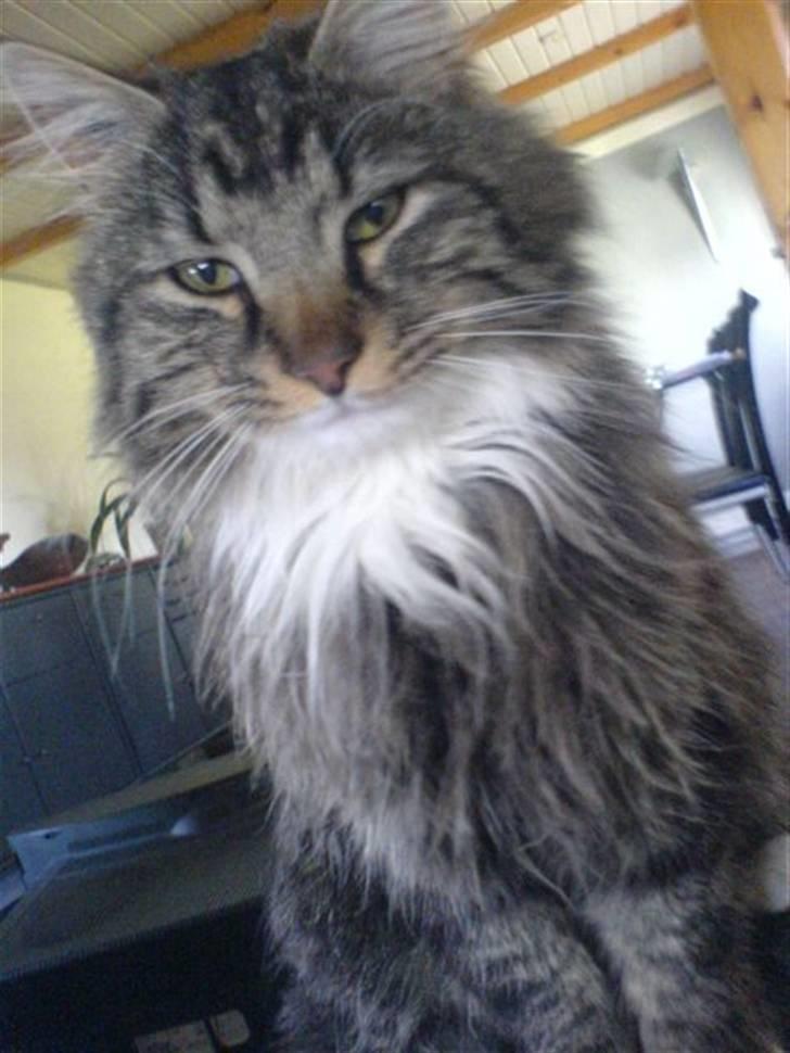 Norsk Skovkat Basse dreng billede 11