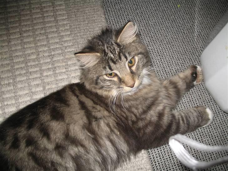 Norsk Skovkat Basse dreng billede 12