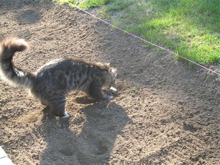 Norsk Skovkat Basse dreng billede 13