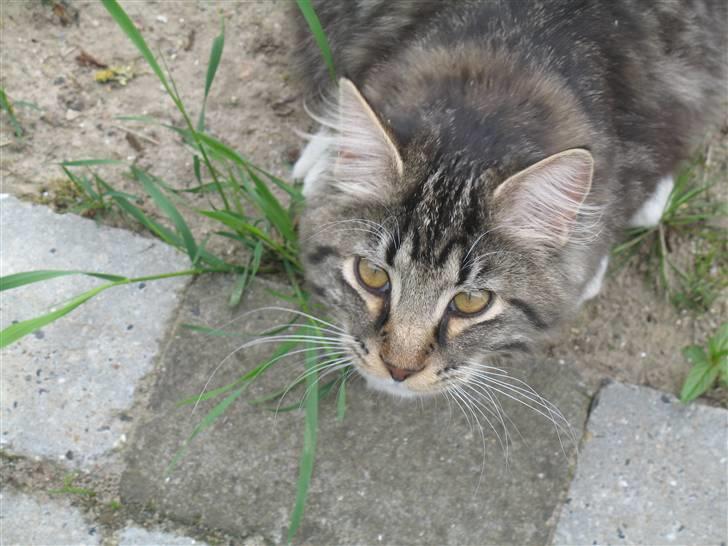 Norsk Skovkat Basse dreng billede 14