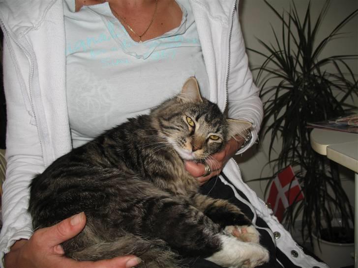 Norsk Skovkat Basse dreng billede 15