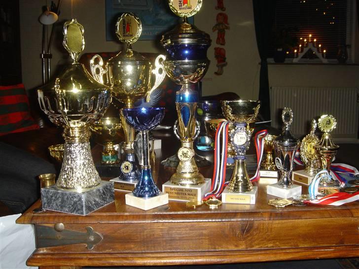 Norsk Skovkat Robin billede 9