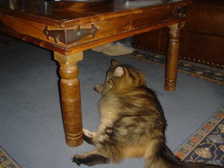 Norsk Skovkat Robin billede 10