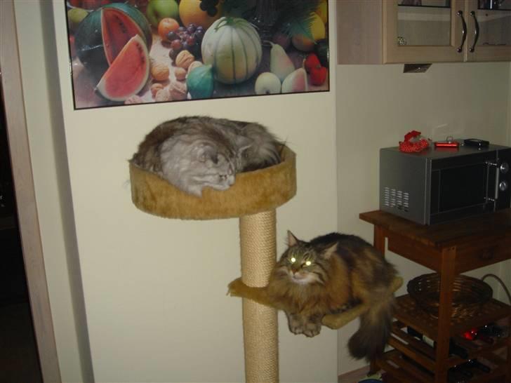 Norsk Skovkat Robin billede 11