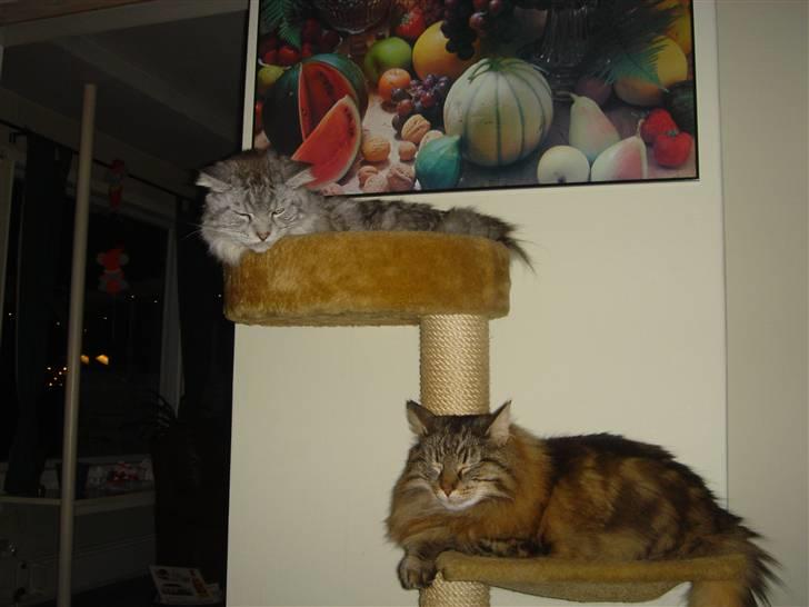 Norsk Skovkat Robin billede 12