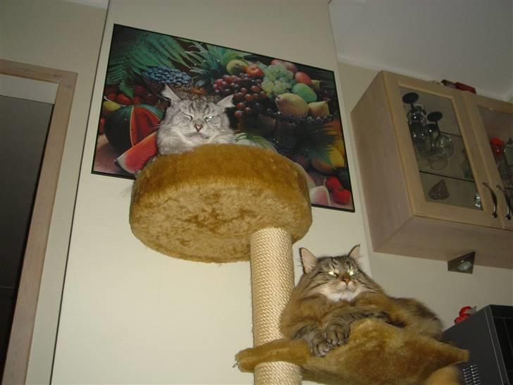 Norsk Skovkat Robin billede 13