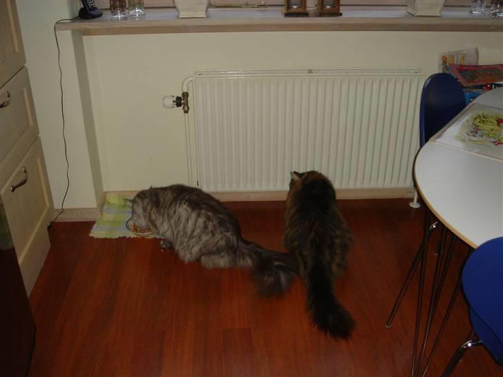 Norsk Skovkat Robin billede 14