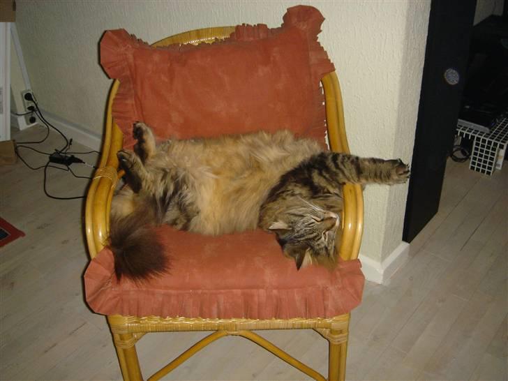 Norsk Skovkat Robin billede 15