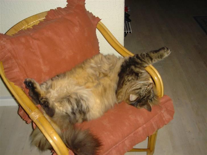 Norsk Skovkat Robin billede 16