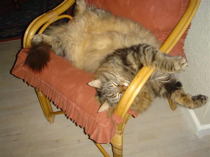 Norsk Skovkat Robin billede 17