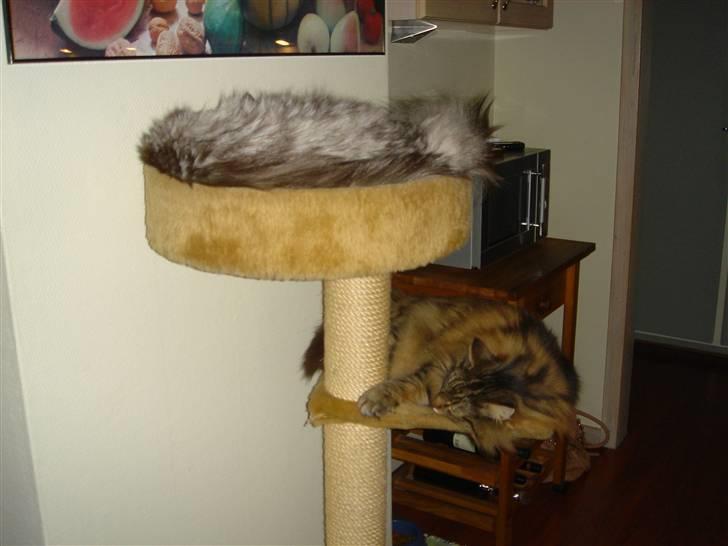 Norsk Skovkat Robin billede 18