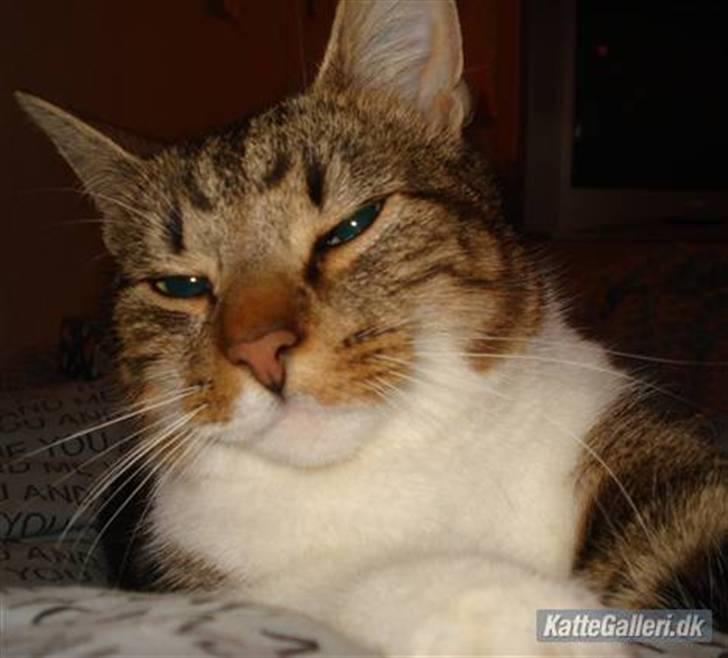 Huskat V I C T O R <3 billede 8