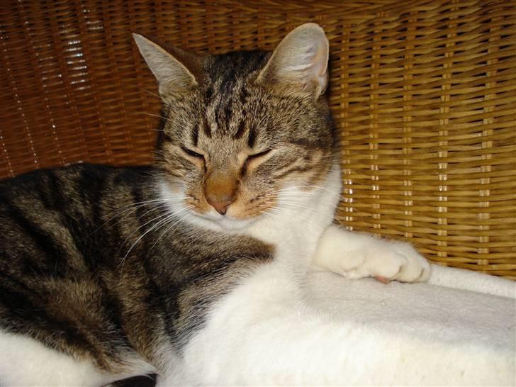 Huskat V I C T O R <3 billede 9