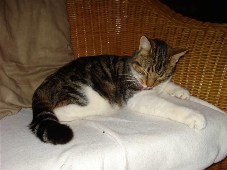 Huskat V I C T O R <3 billede 10