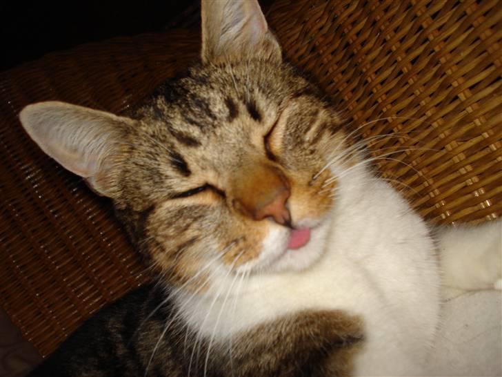 Huskat V I C T O R <3 billede 11