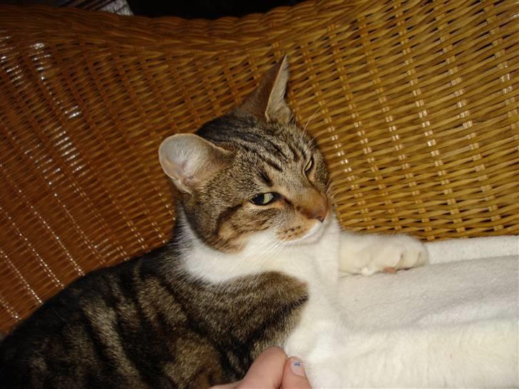 Huskat V I C T O R <3 billede 12