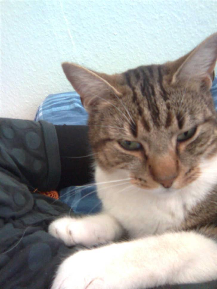 Huskat V I C T O R <3 billede 13