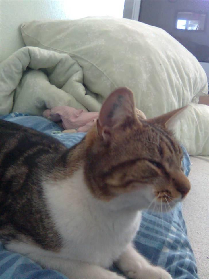 Huskat V I C T O R <3 billede 14