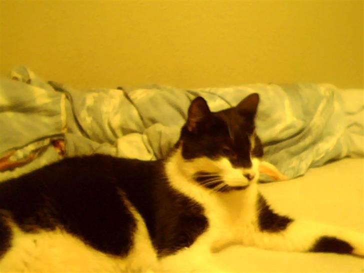 Huskat Bertha - han elsker og slappe a billede 5