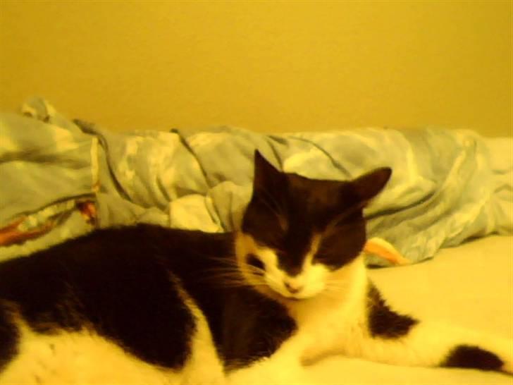 Huskat Bertha - ved at sove .. :P billede 6