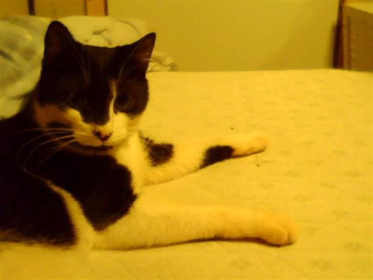 Huskat Bertha - nuttet er han .. kigger ud i luften billede 7