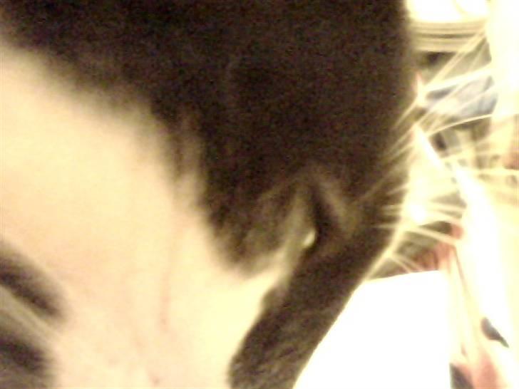 Huskat Bertha - hans øje og ansigt billede 8