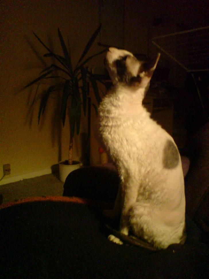 Cornish Rex Monty af Tokkeløkkehus DK - Velkommen til Monty af Tokkeløkkehus Dk´s profil  billede 1