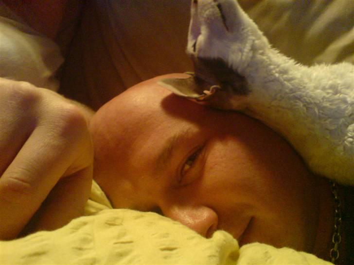 Cornish Rex Monty af Tokkeløkkehus DK - Min bedre halvdel og søde Monty. billede 2