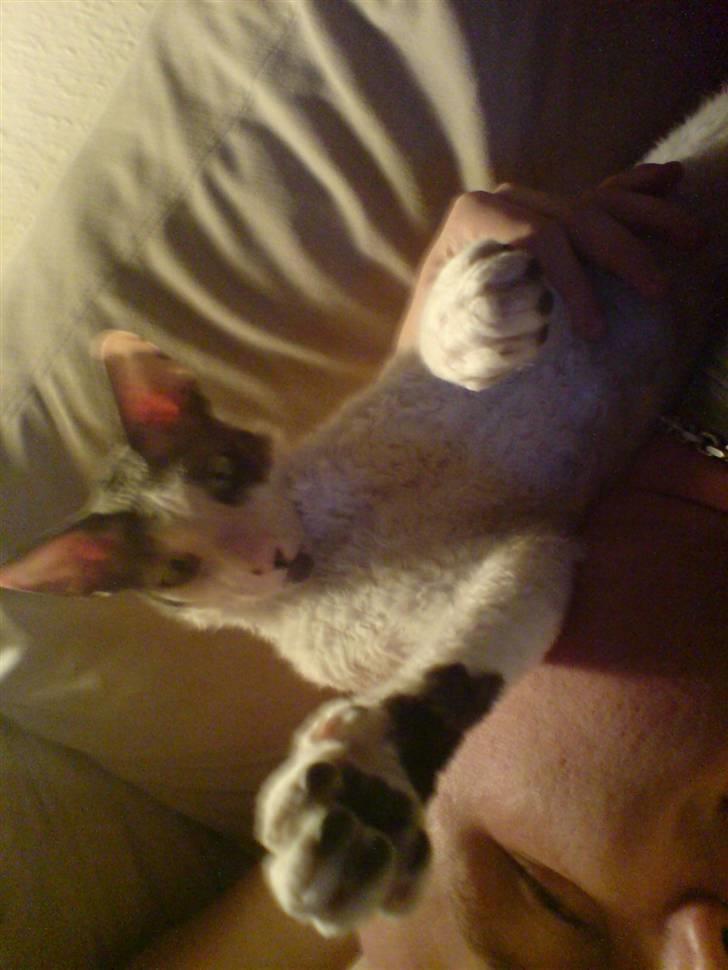 Cornish Rex Monty af Tokkeløkkehus DK billede 3