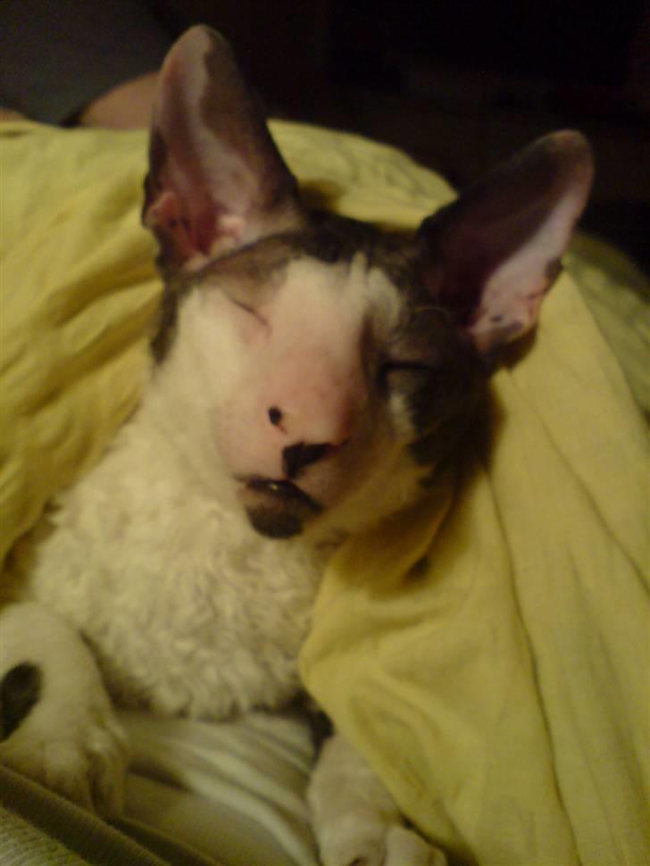 Cornish Rex Monty af Tokkeløkkehus DK billede 4