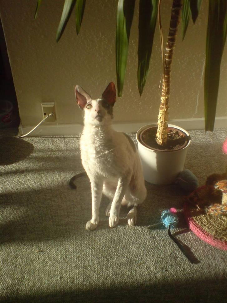 Cornish Rex Monty af Tokkeløkkehus DK billede 5
