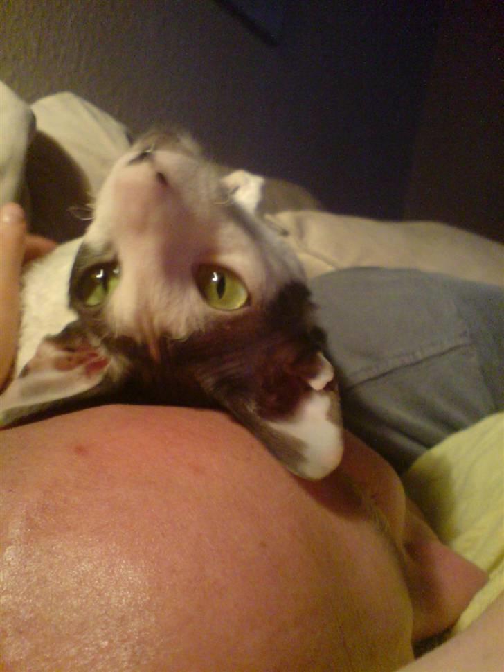 Cornish Rex Monty af Tokkeløkkehus DK billede 6