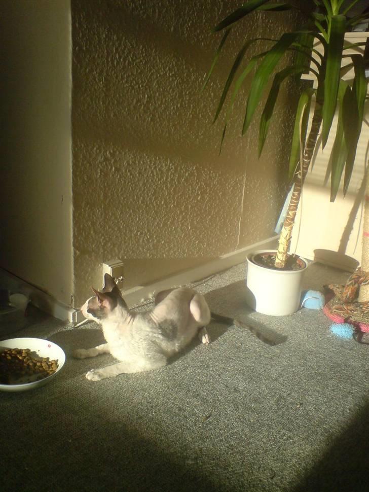 Cornish Rex Monty af Tokkeløkkehus DK billede 7