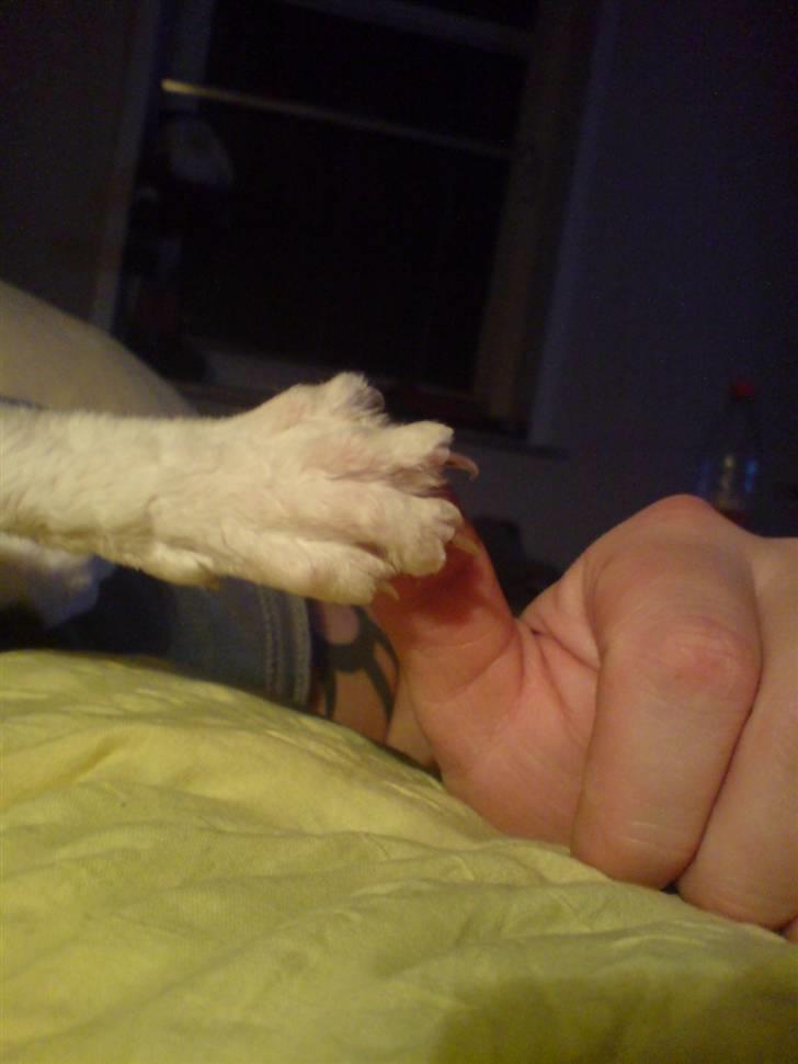 Cornish Rex Monty af Tokkeløkkehus DK billede 8