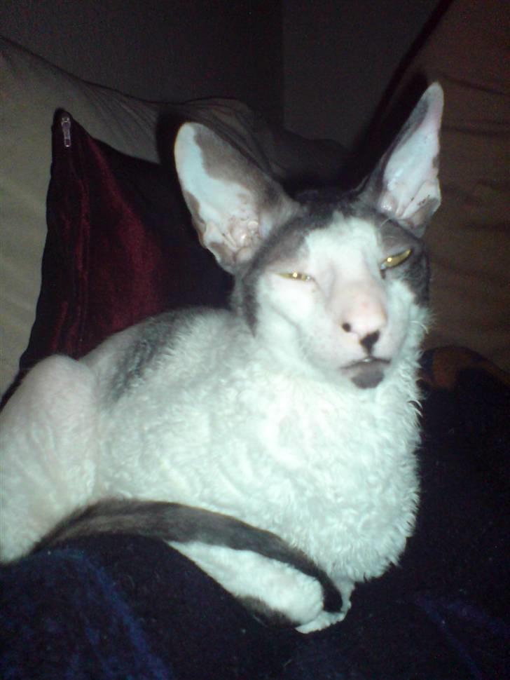Cornish Rex Monty af Tokkeløkkehus DK billede 9