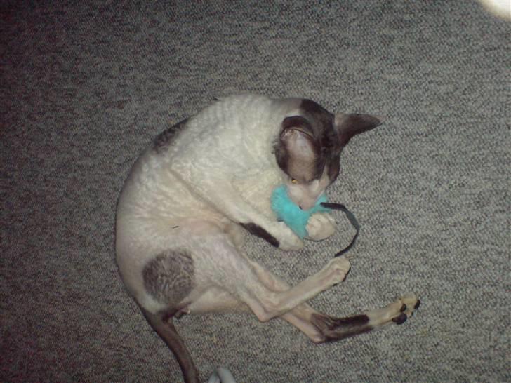 Cornish Rex Monty af Tokkeløkkehus DK billede 10