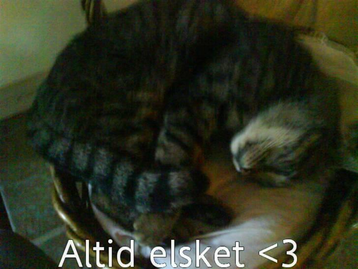 Huskat Pjevs billede 1