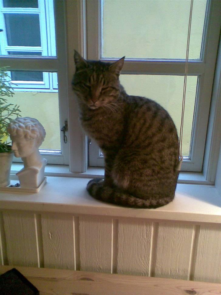 Huskat Pjevs billede 2