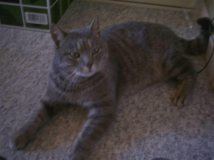 Huskat Gråmis billede 1