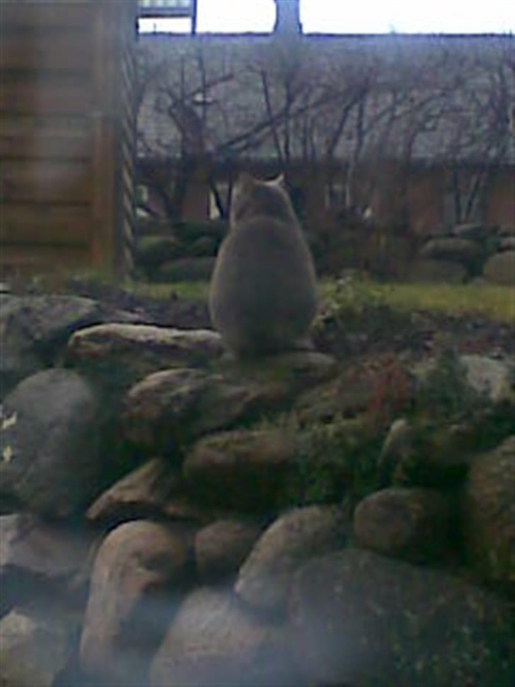 Huskat Gråmis billede 2